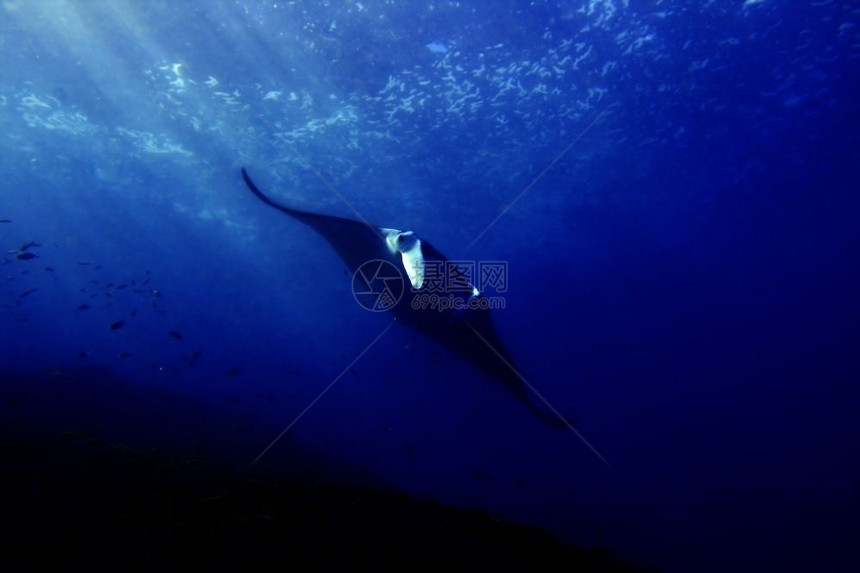 印度尼西亚巴厘Manta点潜水场曼塔射线下翅膀吃图片