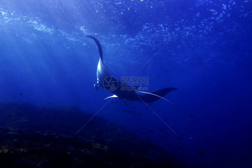 蝠鲼海努沙印度尼西亚巴厘Manta点潜水场曼塔射线图片