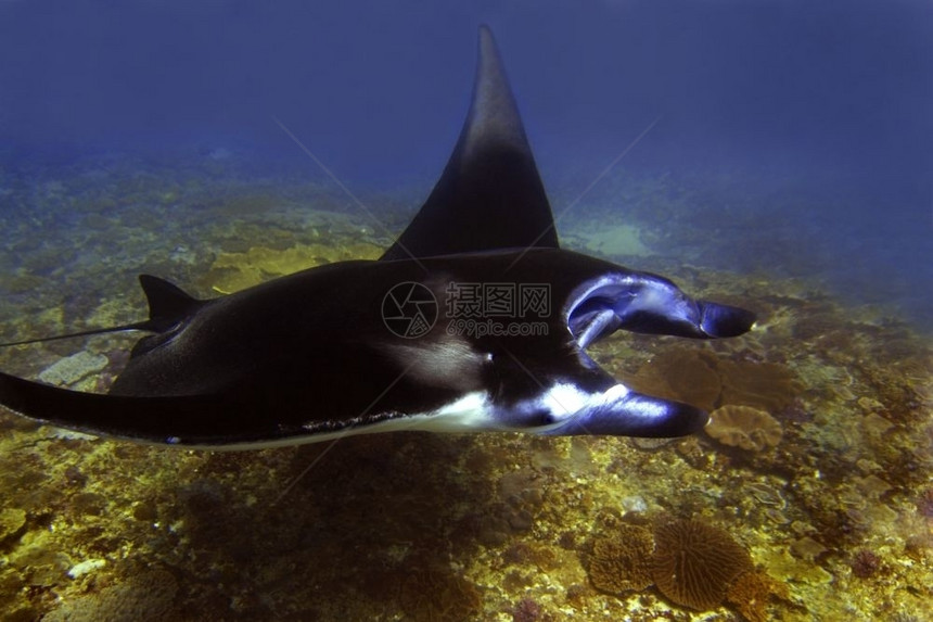 努沙印度尼西亚巴厘Manta点潜水场曼塔射线佩尼达海图片