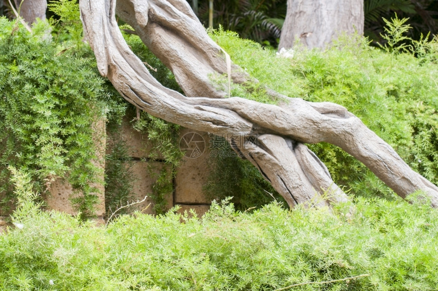 环境的丛林中一棵大树的根地球植物图片