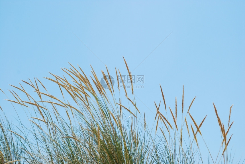 蓝色天空背景水平的李特草重复地平线粮食图片