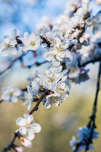 芽白色的四月薄树枝上小白杏子花图片