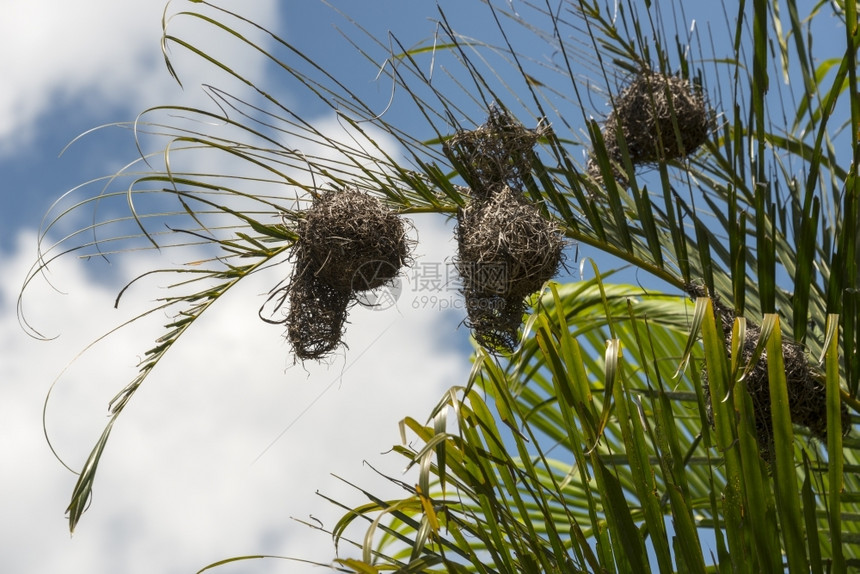 喙分支编织鸟是类中最精密的巢穴家图片