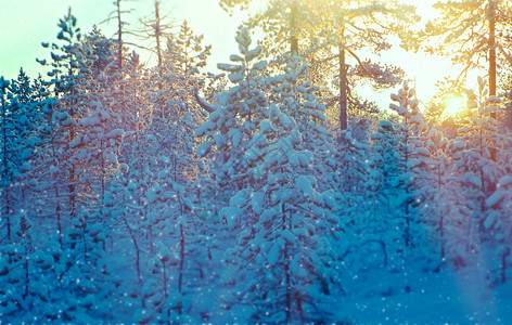 树冰太阳日落时冬雪林美丽的圣诞风景图片