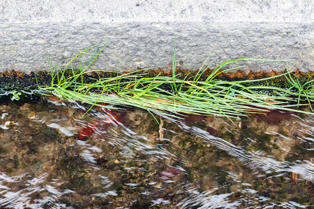 自然草和植物在排水中生长治疗圆形的图片