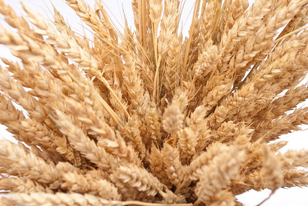 自然小麦耳朵农民生长图片