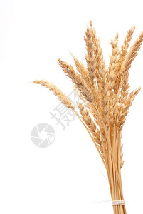玉米小麦耳朵乡村的尖峰图片