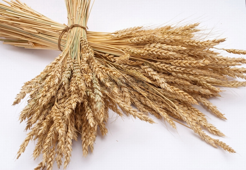 农民屈服健康小麦耳朵图片
