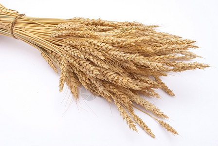 农业一顿饭种子小麦耳朵图片
