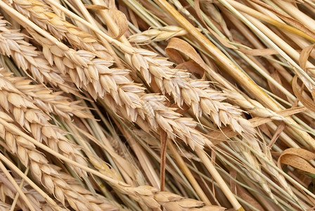 面包种子小麦耳朵粮食图片