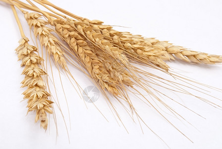 生长茎自然小麦耳朵图片