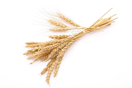 小麦耳朵稻草核心一顿饭图片