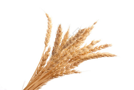 乡村的培育小麦耳朵生长图片