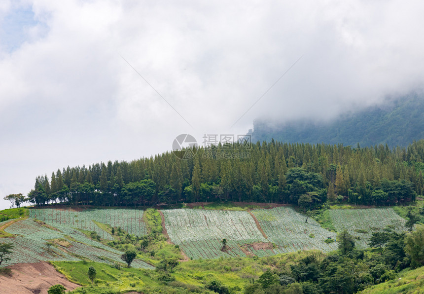 高的早晨山上松树公园农场附近有雾景图片