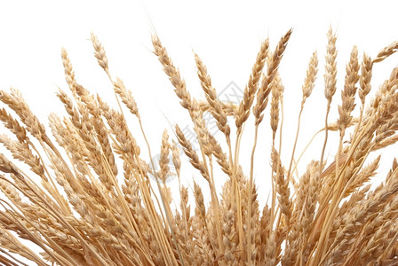 培育小麦耳朵自然干燥图片