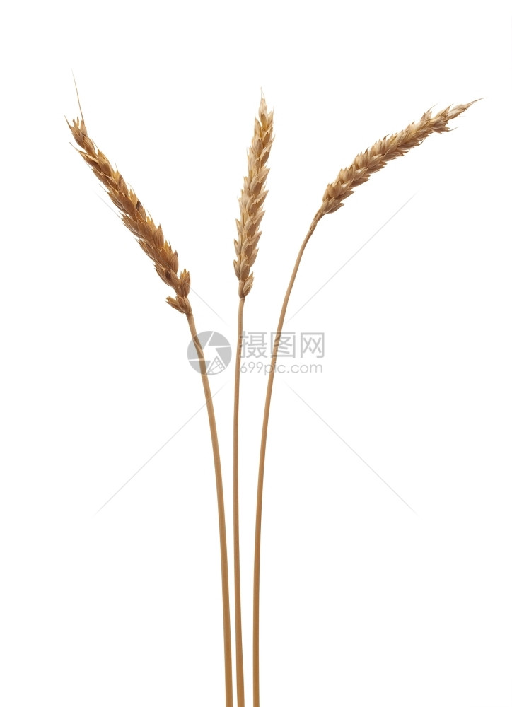 小麦耳朵夏天外壳植物图片