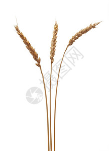 小麦耳朵夏天外壳植物图片