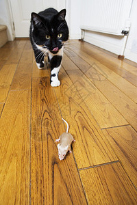 捕食者猫爬上老鼠宠物行图片