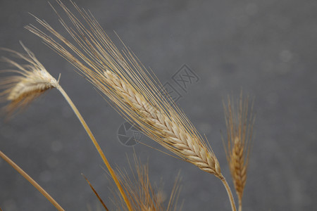 场地小麦植物干燥图片