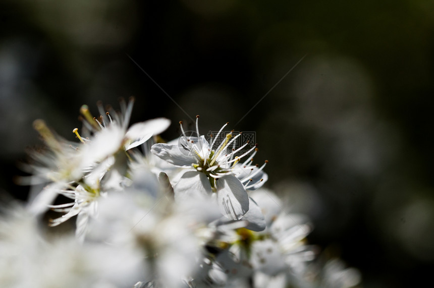 白色的自然背景中白梅花盛开自然背景中的白梅花盛开材料李子图片