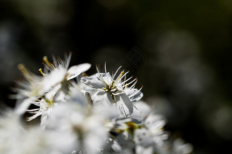 白色的自然背景中白梅花盛开自然背景中的白梅花盛开材料李子背景图片