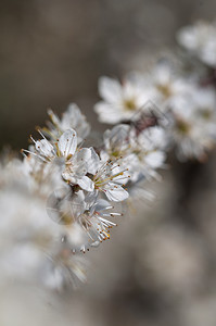 生长优雅的自然背景中白梅花盛开自然背景中的白梅花盛开叶子背景图片