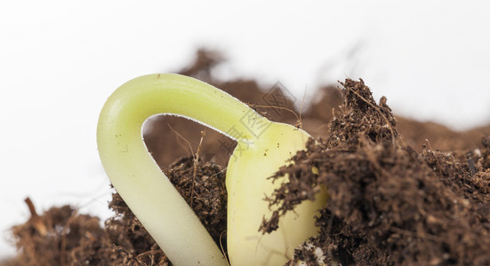 新豆芽在春季期的结业中从地上生长出新的豆芽健康地面豌图片