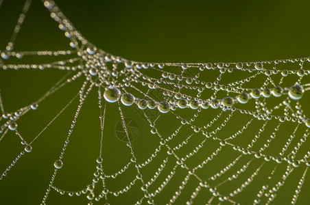 露珠紧贴蜘蛛网的美丽蕾丝覆盖在清晨露水下在模糊绿色背景之下水滴模糊的图片