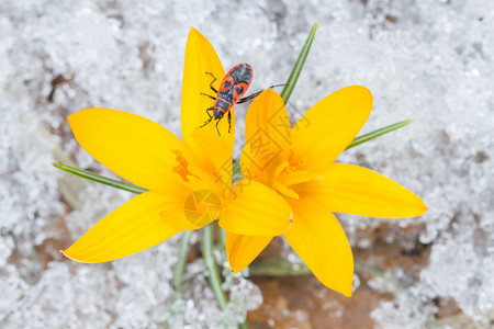 春天的雪上有黄和甲虫植物群户外新鲜图片