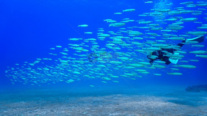 岛屿深蓝色海洋中的鱼群天堂水肺图片