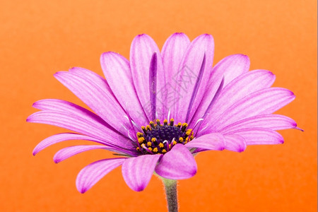 装饰春天生活橙色背景的紫花朵图片