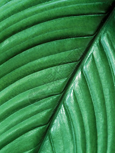 关闭热带植物叶子有机的温室棕榈图片