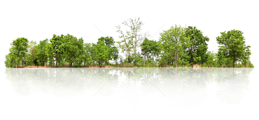 圣经绿色白背景上的组树分隔生长图片