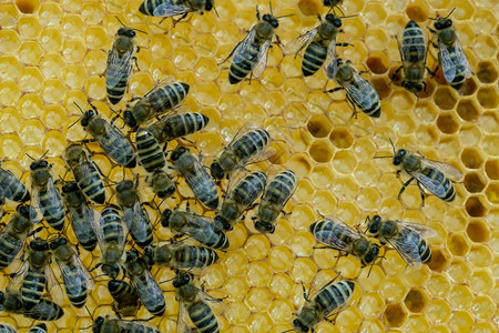 蜜糖花粉麻疹蜂窝里充满蜜养的概念在蜂窝里的蜜图片
