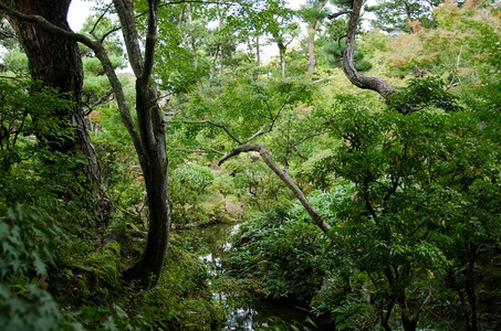 公园日本花有水和茂密植被的日本花园艺亚洲人图片