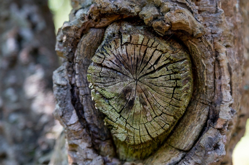 树桩旧圆形的上枝被砍断木质和裂缝老的绿色图片