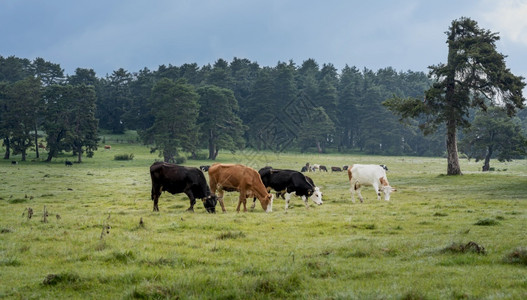 草地土耳其Bolu森林的牛群放牧农业一种图片