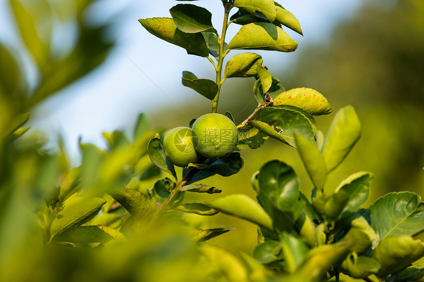 近距离的绿色柠檬生长在树上花园柑橘里食物维他命场地图片