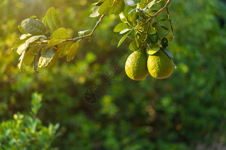 泰国种植园近距离的绿色柠檬生长在树上花园柑橘里食物图片