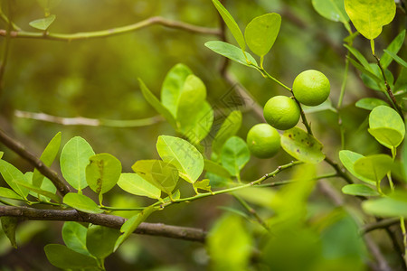 叶子夏天一种近距离的绿色柠檬生长在树上花园柑橘里图片