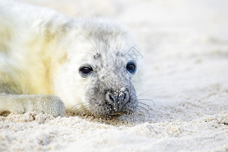 可爱小海豹沙滩上可爱的小海豹背景