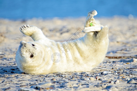 沙滩上可爱的小海豹图片