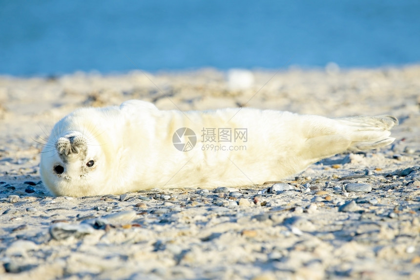 沙滩上的小海豹图片