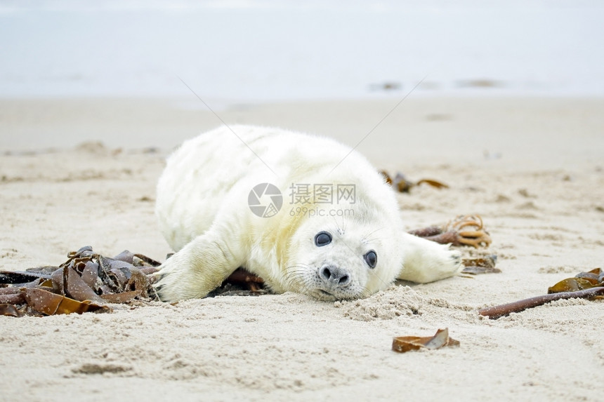 沙滩上的小海豹图片