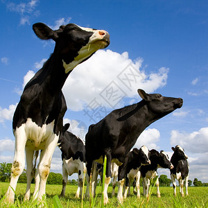轻擦牛奶乡村的霍斯坦牛在嗅闻空气图片