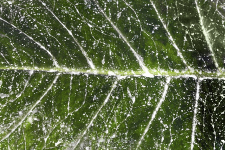 植物白染叶背景图象质地新鲜的一种背景图片