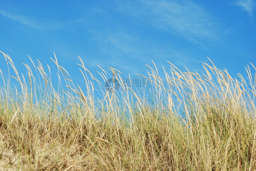 晴天风蓝空背景的里德草芦苇图片