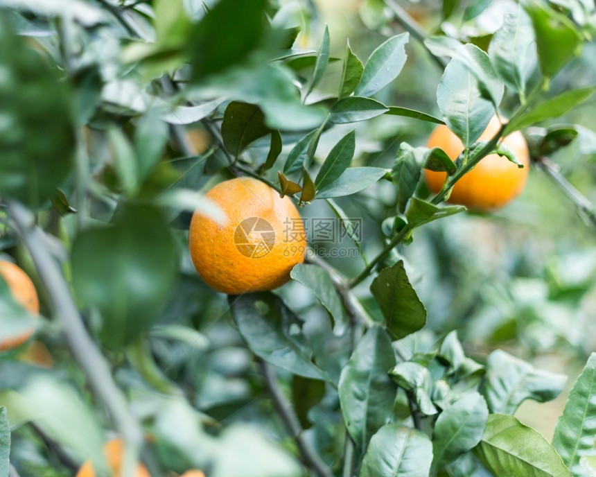 肯尼农业橘子场树上的橙花园图片