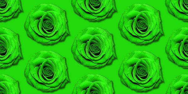 假期绿玫瑰花朵图案顶视平躺花卉案明亮的绿色背景玫瑰拼贴花朵图案顶视明亮的背景全生日背景图片