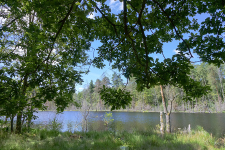 木头景观水森林湖在池塘的岸边传播橡树在森林池光湖的岸边传播橡树图片